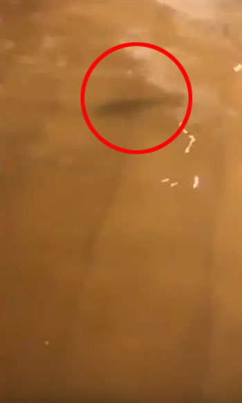 Viviana Saldana Twitter / Storyful News youtube