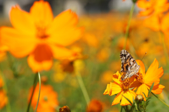 29일 오후 울산시 남구 태화강변에 만개한 황하코스모스에 나비 한 마리가 앉아 꿀을 따고 있다.  연합뉴스