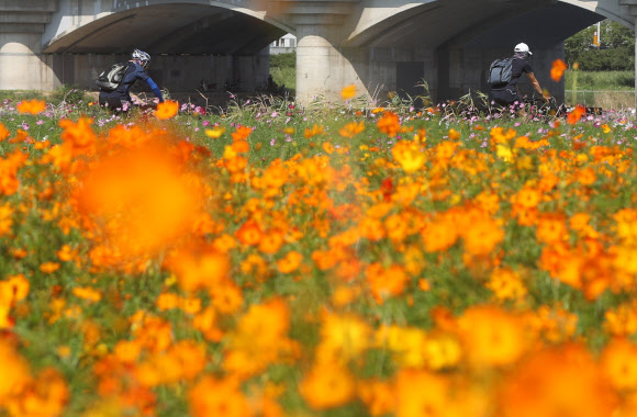 29일 오후 울산시 남구 태화강변에 만개한 황하코스모스 옆으로 자전거를 탄 시민이 지나가고 있다.  연합뉴스
