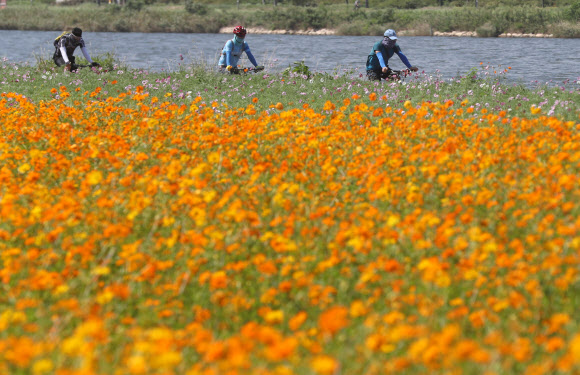 29일 오후 울산시 남구 태화강변에 만개한 황하코스모스 옆으로 자건거를 탄 시민이 지나가고 있다.  연합뉴스