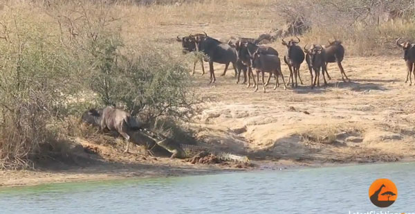 Kruger Sightings youtube