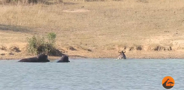 Kruger Sightings youtube