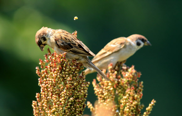 5일 강원 강릉시 외곽의 농촌 들녘 수수밭에서 참새가 잘 익은 수수를 쪼아 먹고 있다. 연합뉴스