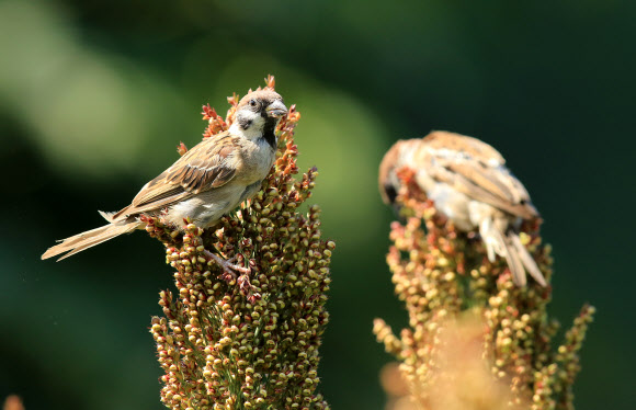 5일 강원 강릉시 외곽의 농촌 들녘 수수밭에서 참새가 잘 익은 수수를 쪼아 먹고 있다.  연합뉴스