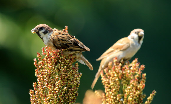 5일 강원 강릉시 외곽의 농촌 들녘 수수밭에서 참새가 잘 익은 수수를 쪼아 먹고 있다.  연합뉴스