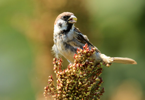 5일 강원 강릉시 외곽의 농촌 들녘 수수밭에서 참새가 잘 익은 수수를 쪼아 먹고 있다.  연합뉴스