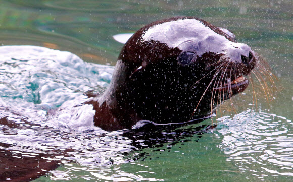 새로 태어난 캘리포니아 바다사자가 6일(현지시간) 폴란드 오폴레 동물원의 물 속에서 즐거운 시간을 보내고 있다. EPA 연합뉴스