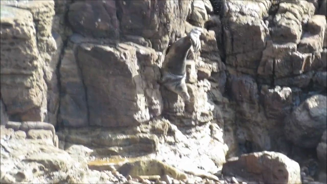 관광객 피해 절벽 아래로 몸 던지는 바다표범. St. Mary‘s Seal Watch.