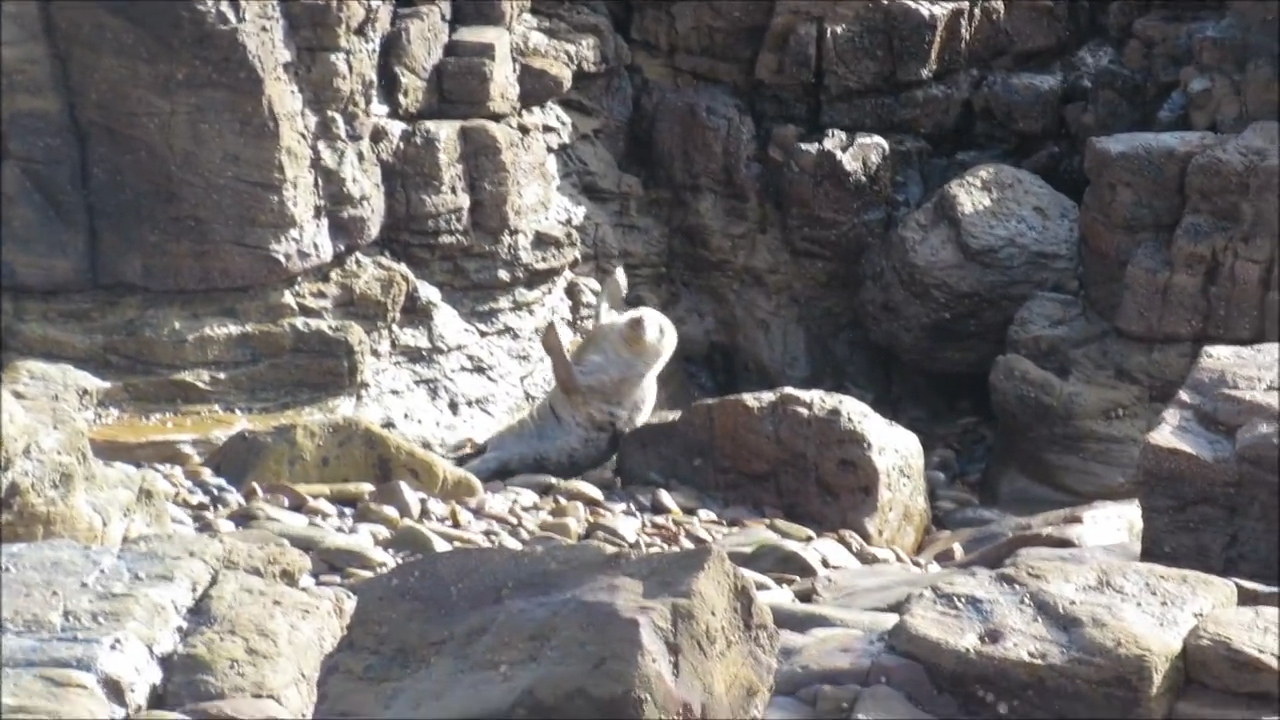 관광객 피해 절벽 아래로 몸 던지는 바다표범. St. Mary‘s Seal Watch.
