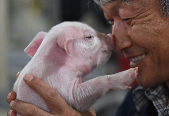 김문조 더불어 행복한 농장 대표가 젖먹이 어린 돼지와 코를 맞대고 교감을 나누고 있다.