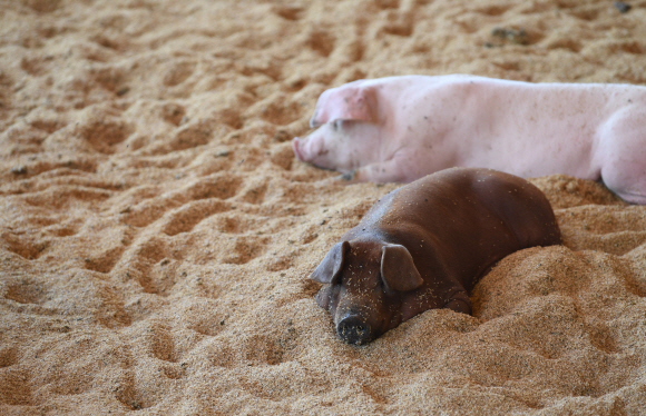 더불어 행복한 농장의 돼지들이 폭신한 왕겨가 깔린 넓은 사용장에서 휴식을 취하고 있다.
