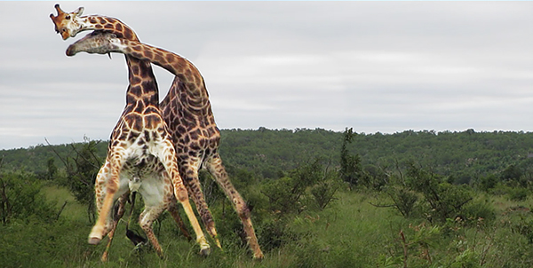 유튜브 영상 캡처