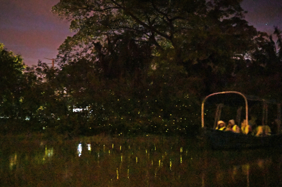 셀랑고르 강변에서 펼쳐진 반딧불이 ‘조명쇼’. 나무 전체가 반딧불이 불빛으로 반짝이고 있다.