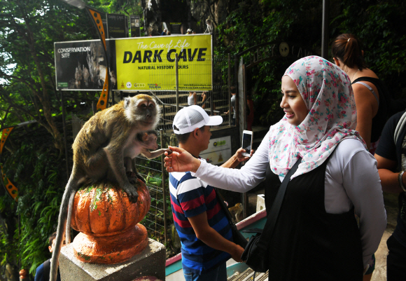 바투 동굴 입구에서 사람이 주는 먹이를 받아먹으며 살아가는 게잡이원숭이.