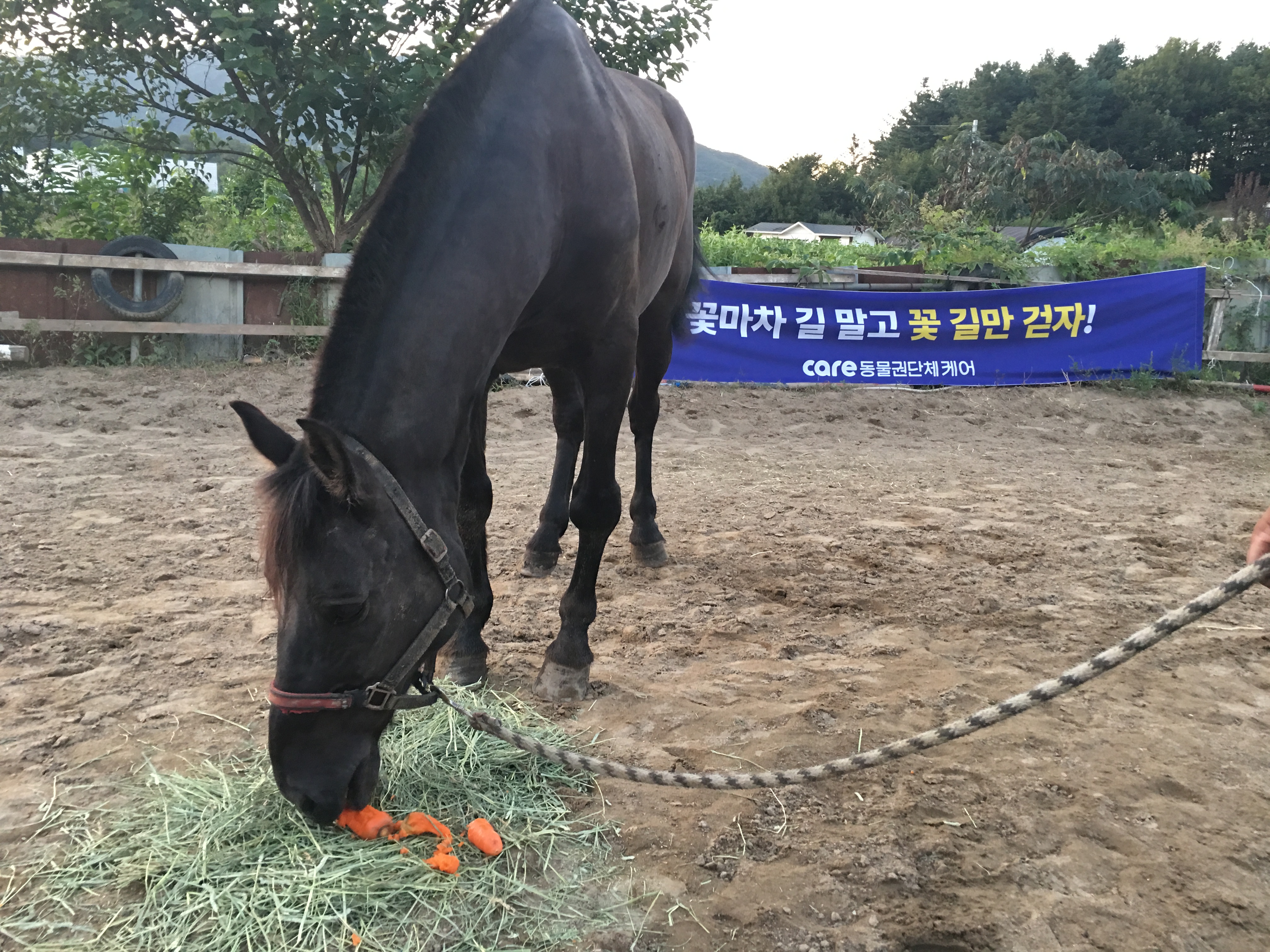 꽃마차 끌던 검은 말 구조