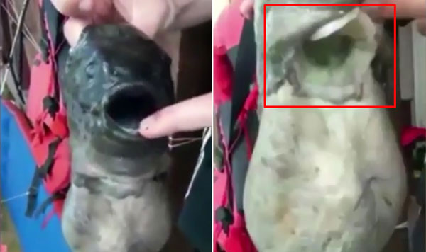 사진캡처 Mailonline, VIRALARMY youtube