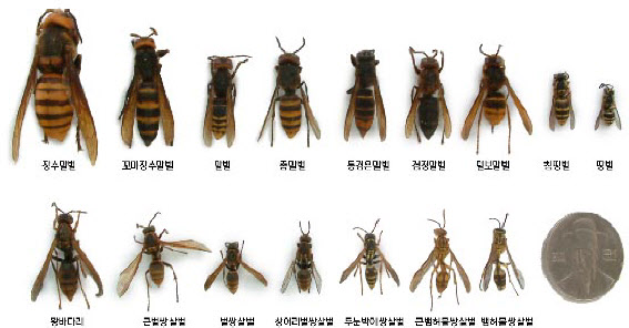 세계에서 가장 큰 장수말벌