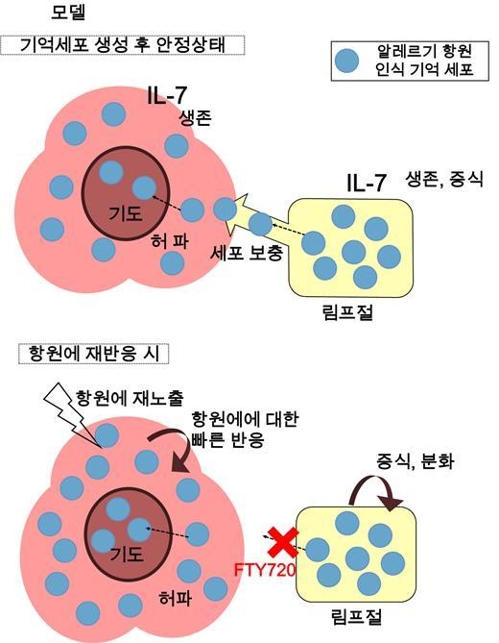 알레르기 만성화 이유 찾았다…“새 알레르기 치료법 개발 적용” 연합뉴스