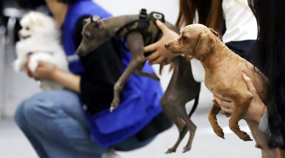 다양한 반려견들