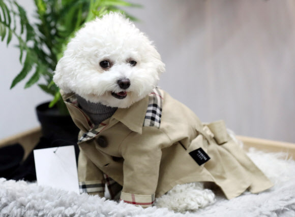 ’코트 잘 어울리나요?’