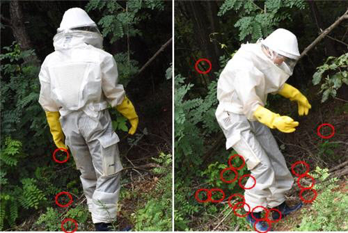 장수말벌 자극 실험