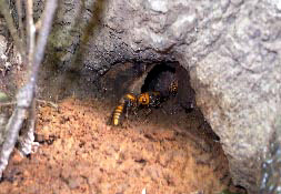 장수말벌의 땅속 벌집