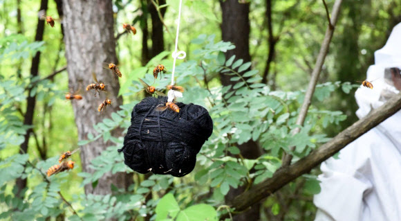 장수말벌, 사람 머리보다 다리 먼저 공격…어두운색 민감