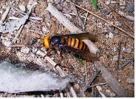 장수말벌, 사람 머리보다 다리 먼저 공격…어두운색 민감