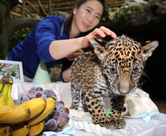 아기재규어 100일 잔치..아장 아장