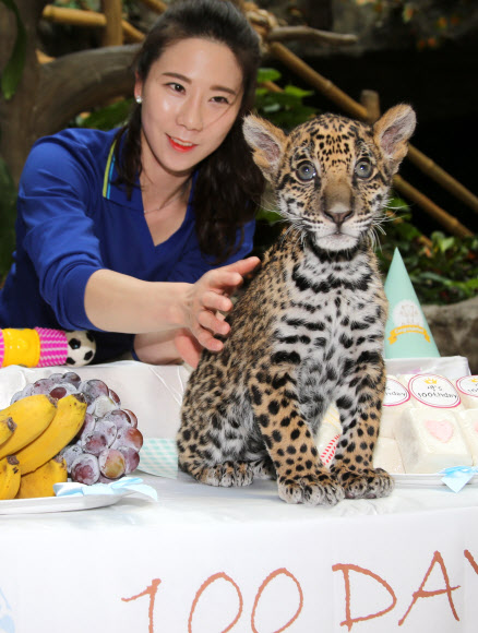 아기재규어 100일 잔치