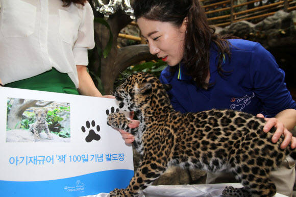 아기재규어 100일 잔치..기념 발도장