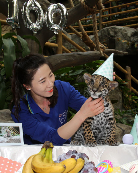 고깔 쓴 재규어