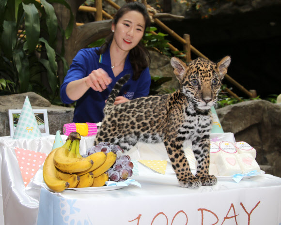 의젓해진 재규어