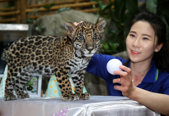 제법 큰 아기재규어