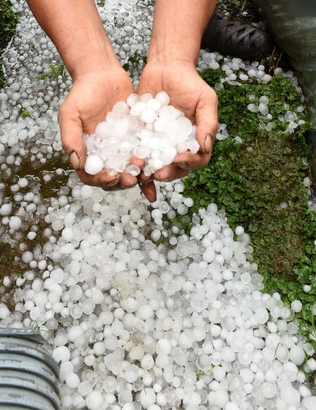 우박 맞은 사과