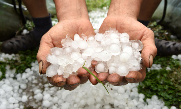 우박 맞은 사과