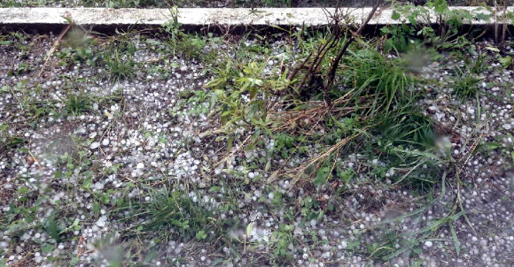 우박 맞은 사과