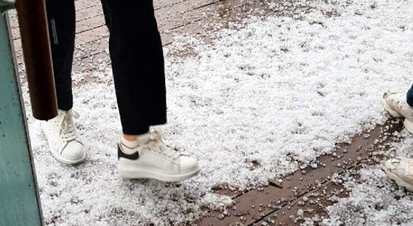 우박 맞은 사과