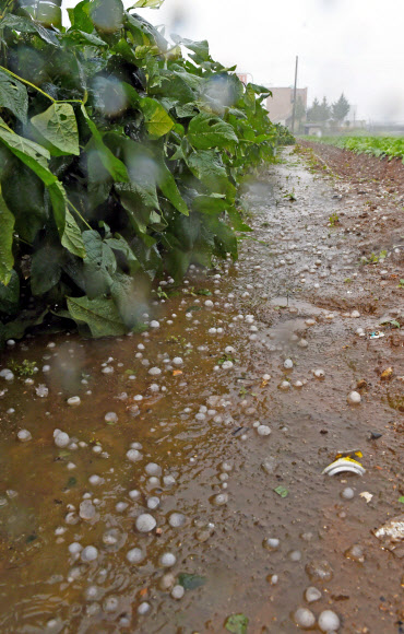 강원 춘천지역에 19일 오후 우박이 떨어져 피해가 잇따랐다. 사진은 우두동 일대 밭에 내린 우박 모습.연합뉴스