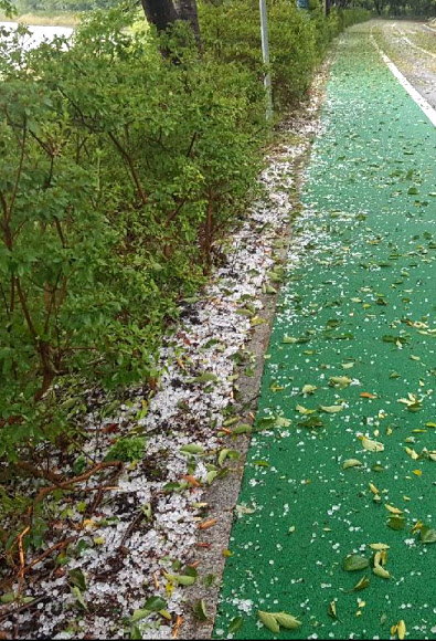 19일 강원지역에 천둥과 돌풍을 동반한 우박이 쏟아져 농작물 피해가 발생한 가운데 속초 영랑호 산책로 주변에 쏟아진 우박이 쌓여있다. 2017.9.19 [독자제공=연합뉴스]