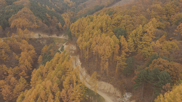 강원 홍천 가리산 잣나무 숲