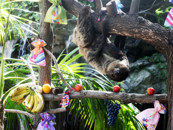 추석 특식도 귀찮은 나무늘보