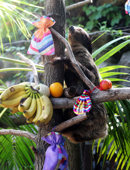 추석 특식 받은 나무늘보