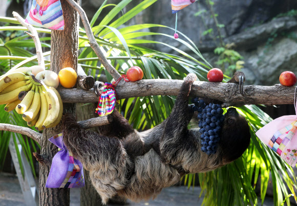 추석 특식 받은 나무늘보