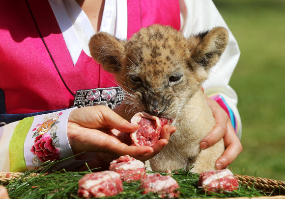 추석 특식 먹는 아기 사자 ’설이’