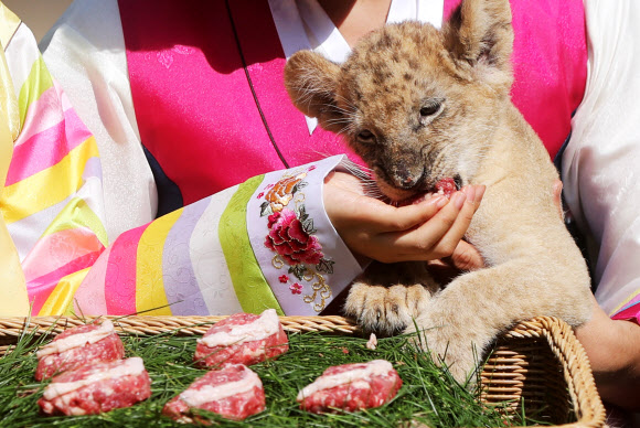 고기 송편 냠냠