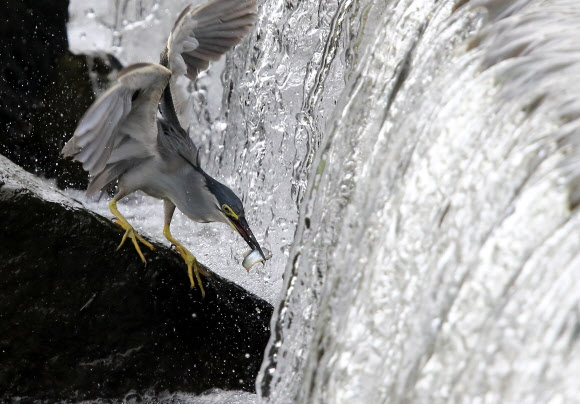 물고기 낚아채는 검은댕기해오라기