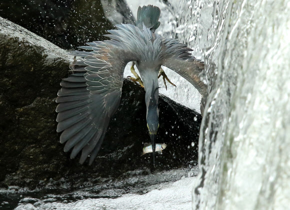 물고기 낚아채는 검은댕기해오라기