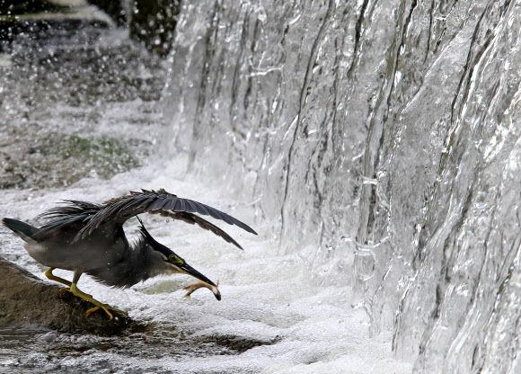 검은댕기해오라기의 사냥법