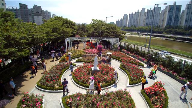 서울장미축제가 열리고 있는 중랑천장미터널 수림대공원에 장미가 활짝 피어 있다.